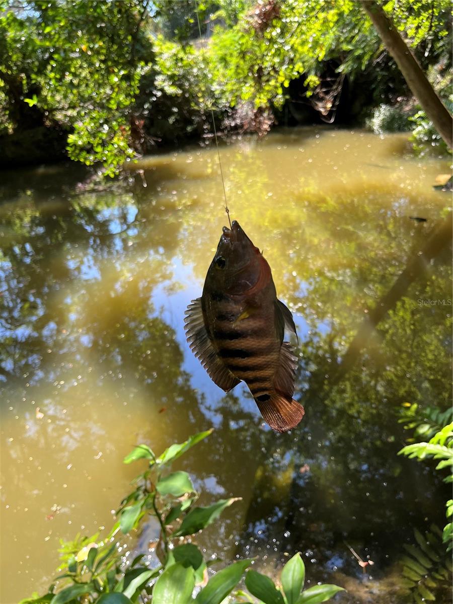 creek lagoon