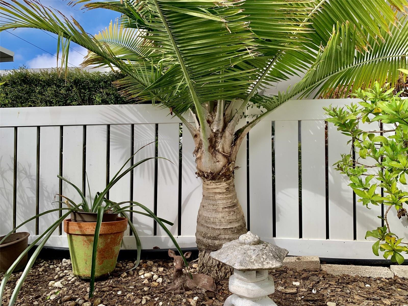 Florida living requires you have a palm tree and pineapple plant!!