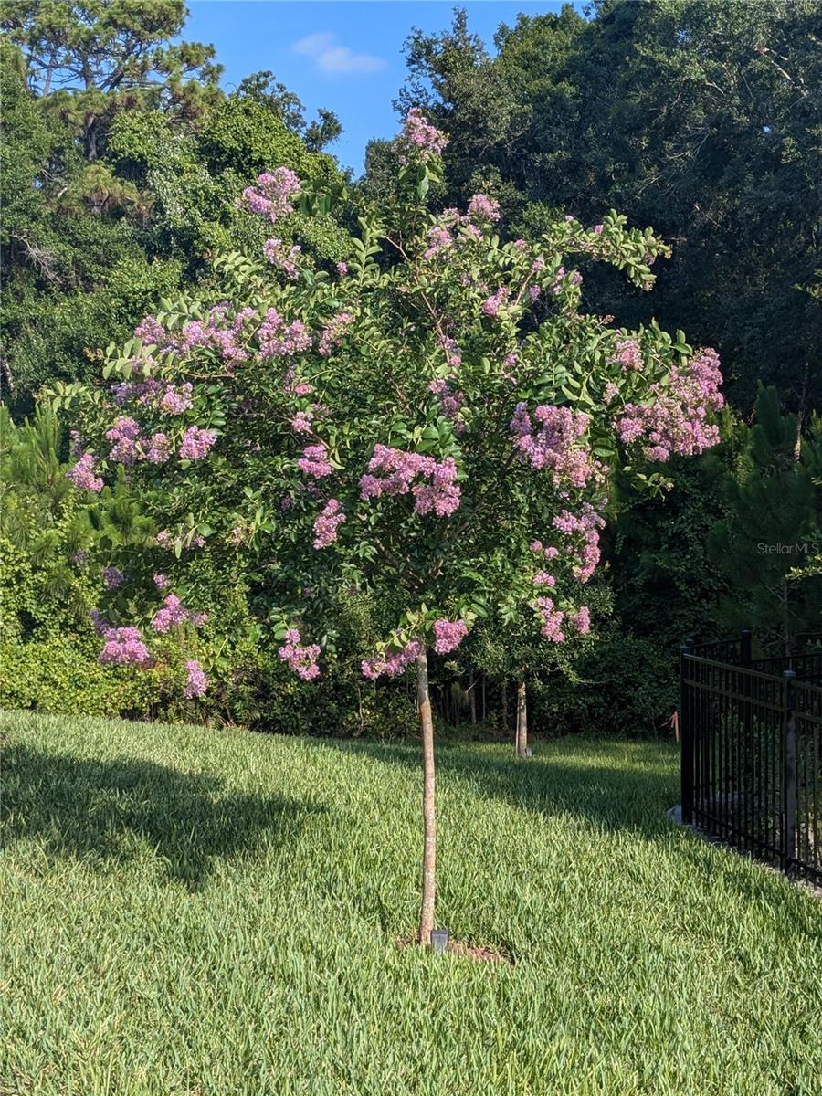 Crepe Myrtle