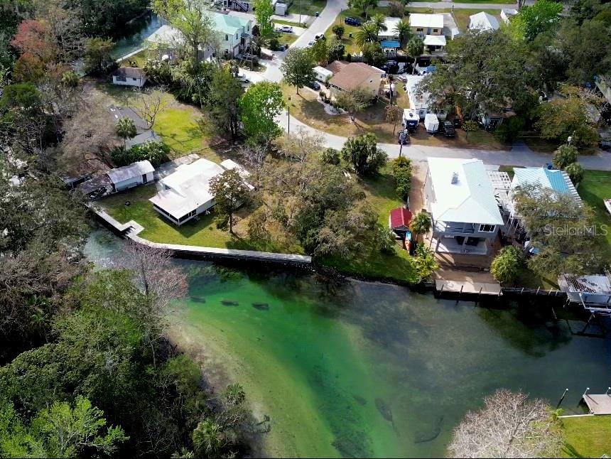 Manatee filled rivers