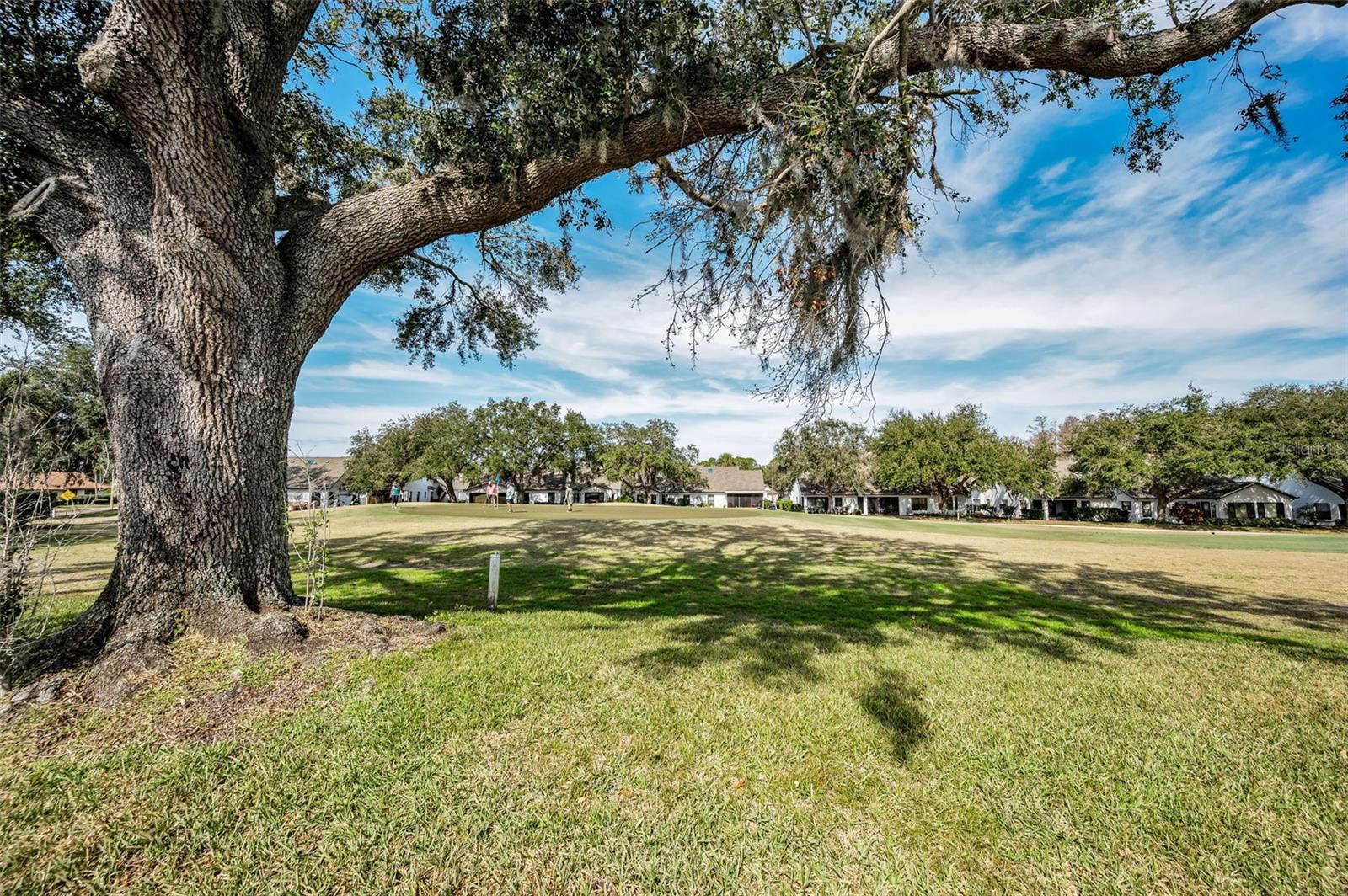 Treed views