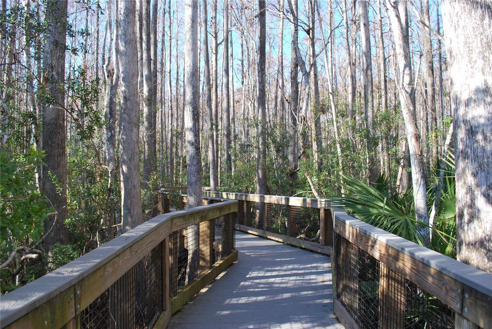 John Chesnut Park Nature trail