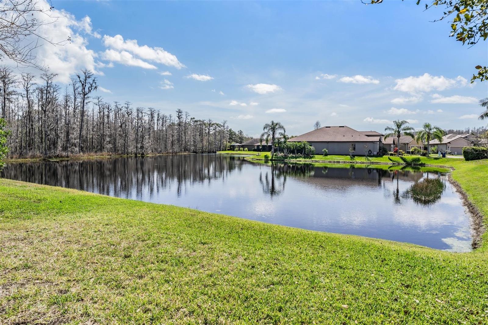 Pond view