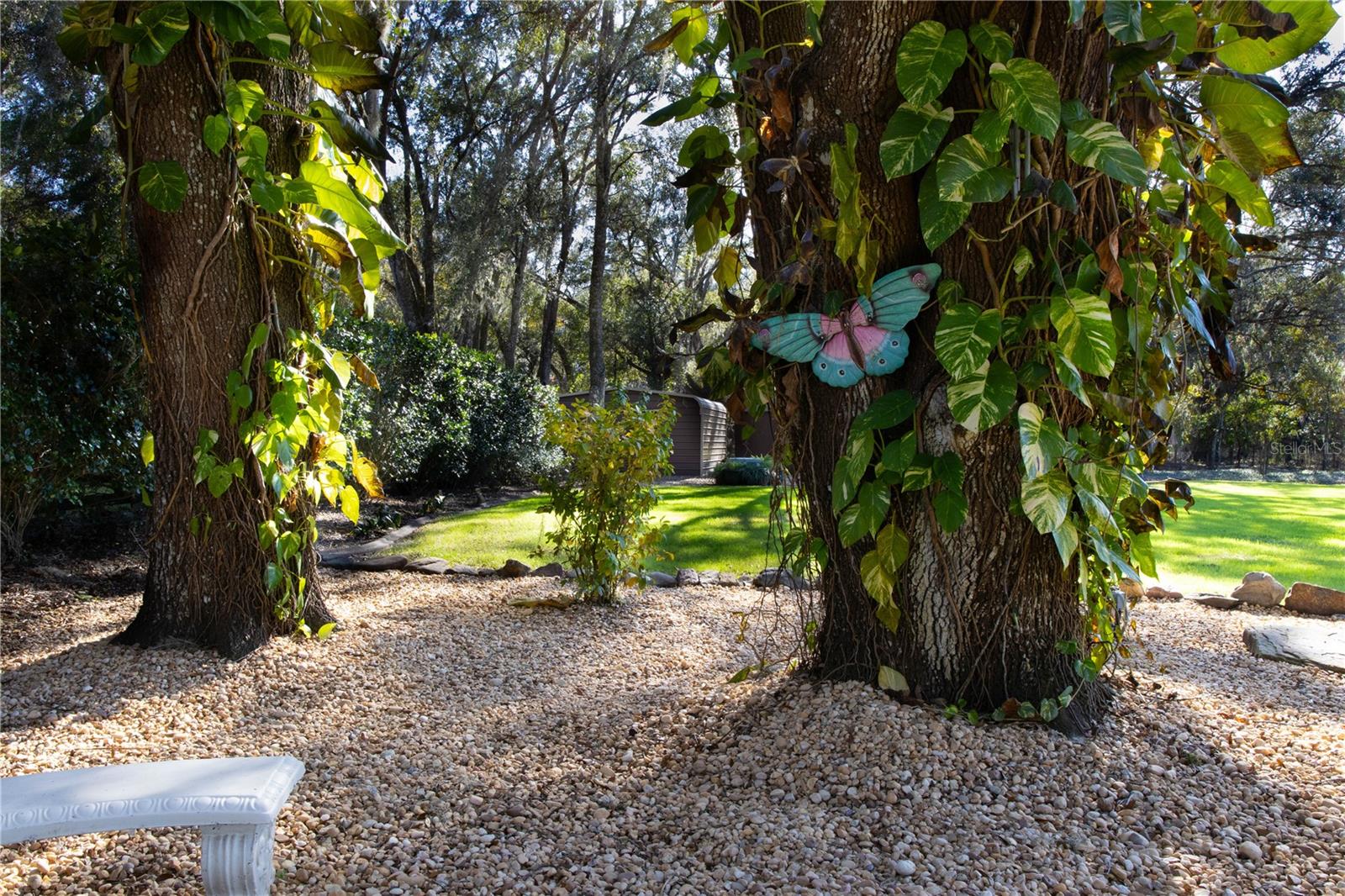 beautiful philodendron vines on trees