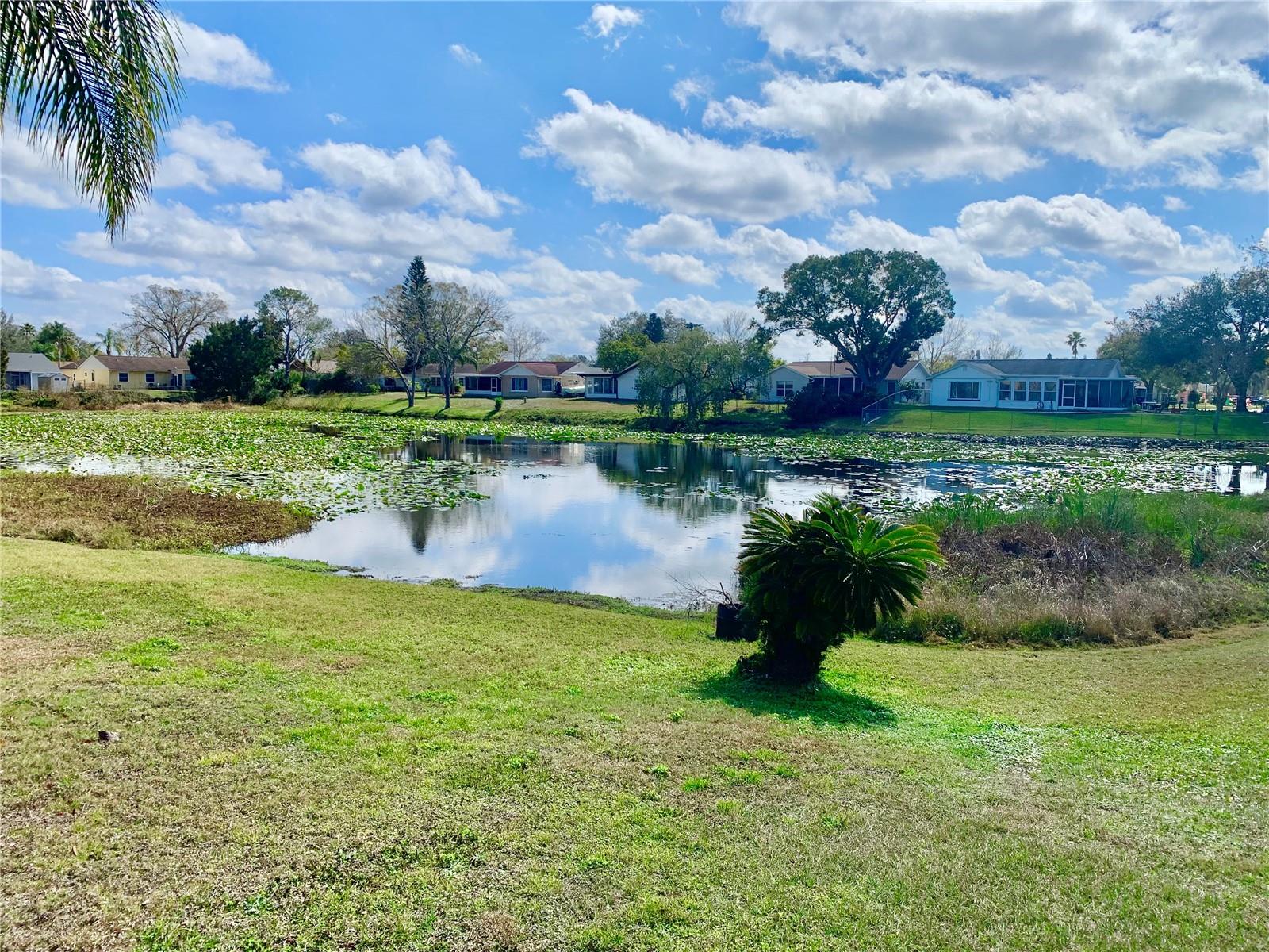 Pond behind