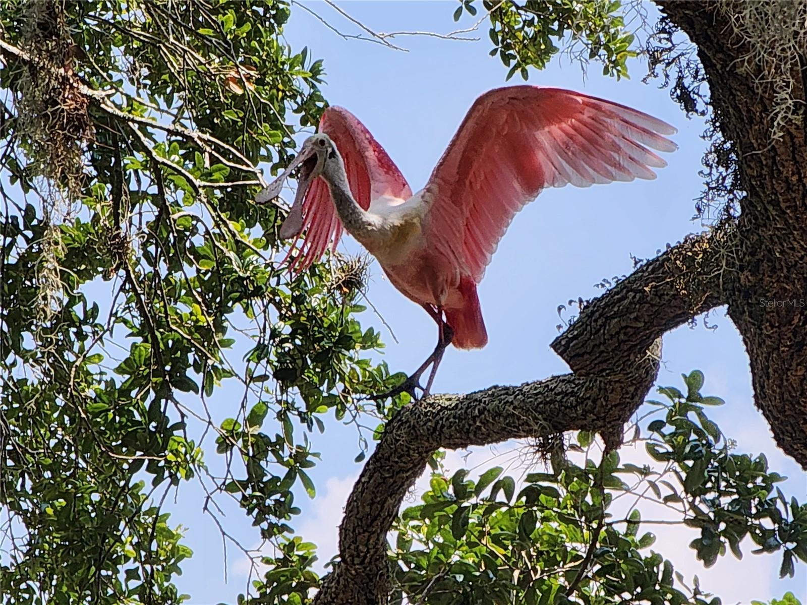 Betmar wildlife.