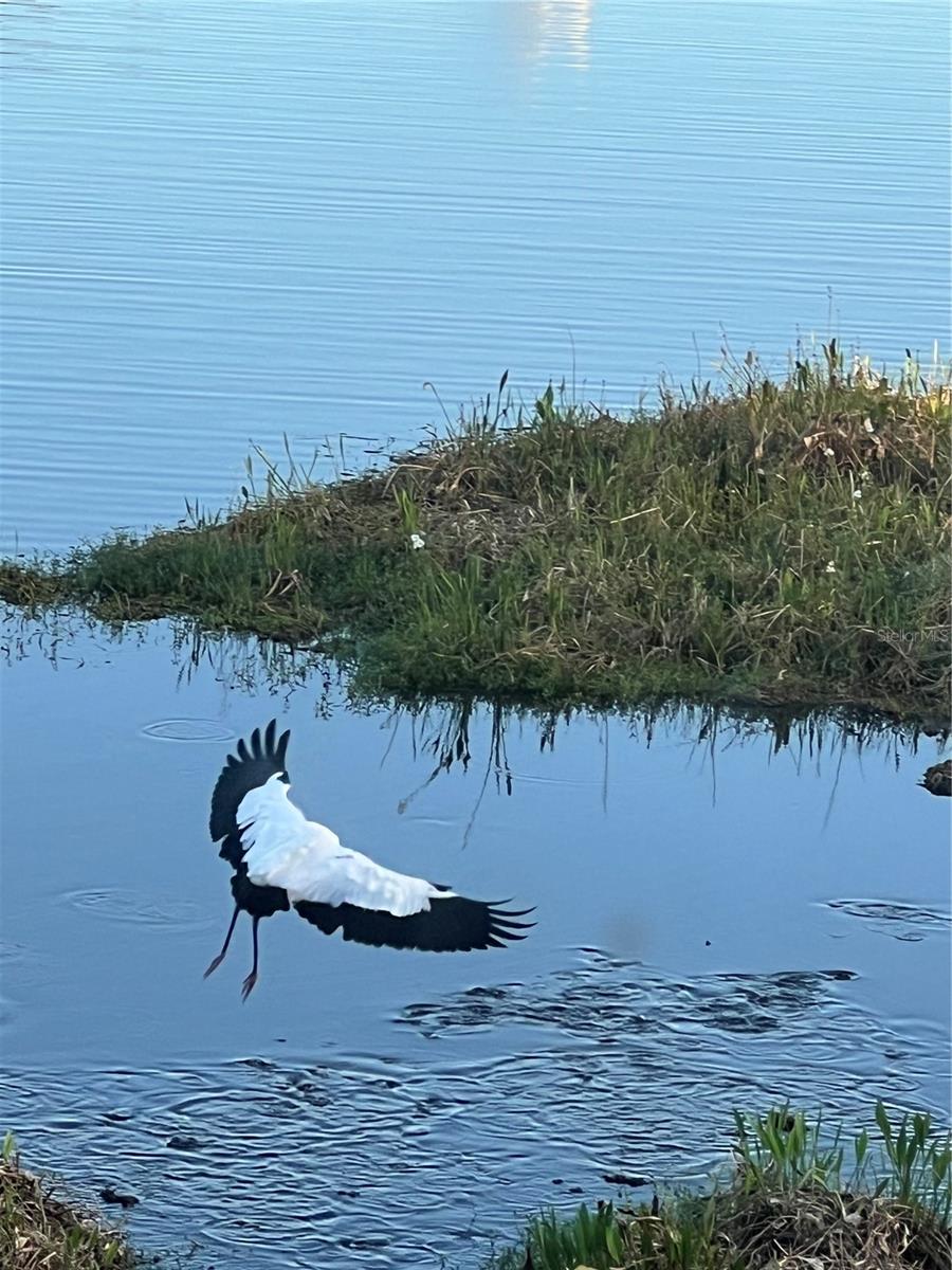 Florida bird sighting just behind your home