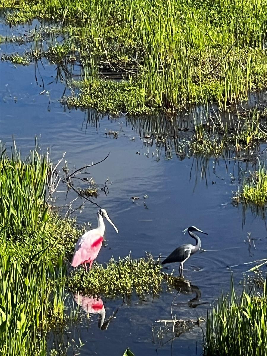 Florida birds include the popular spoonbill