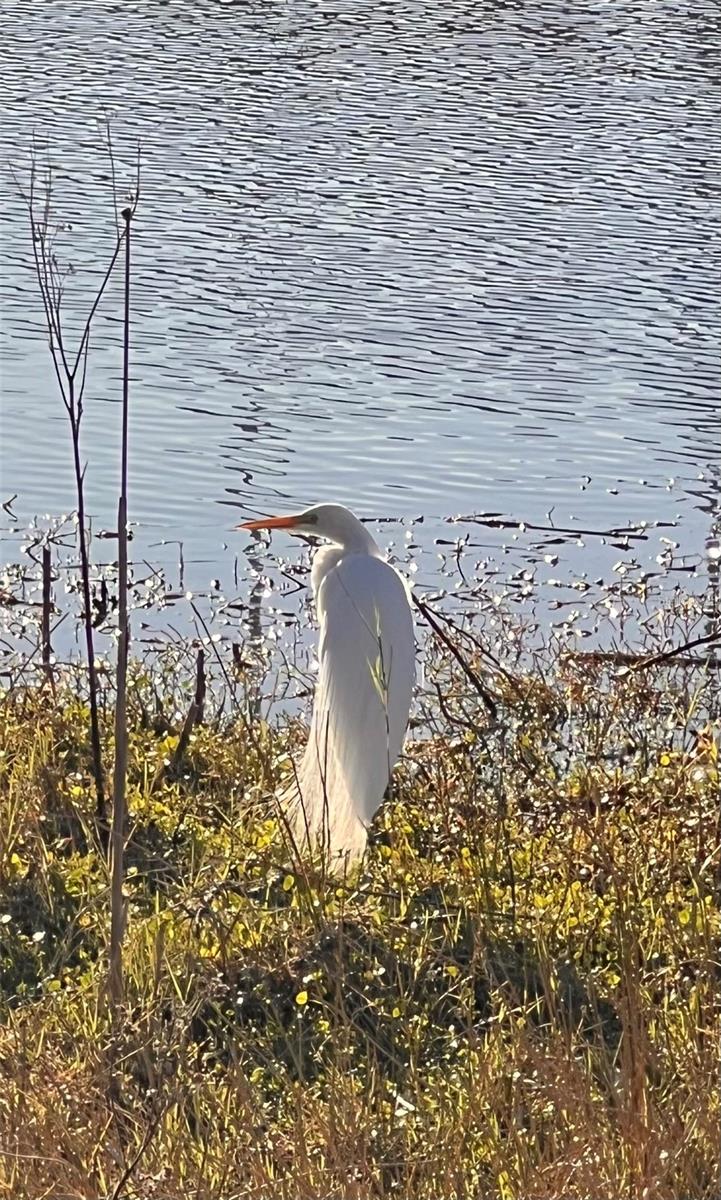 Florida birds including heron seen regularly