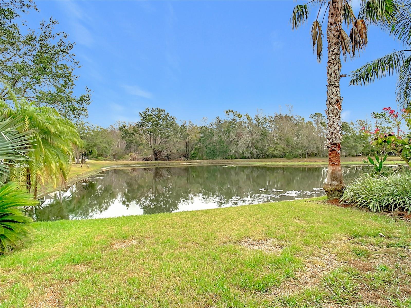 Beautiful backyard pond with trees in the distance - great for enjoying animals and nature