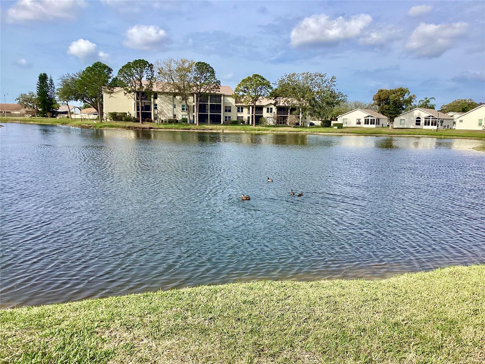 Pond view.