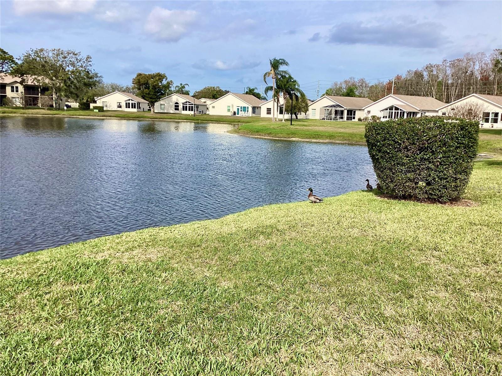 Pond view. FISHING allowed for residents.