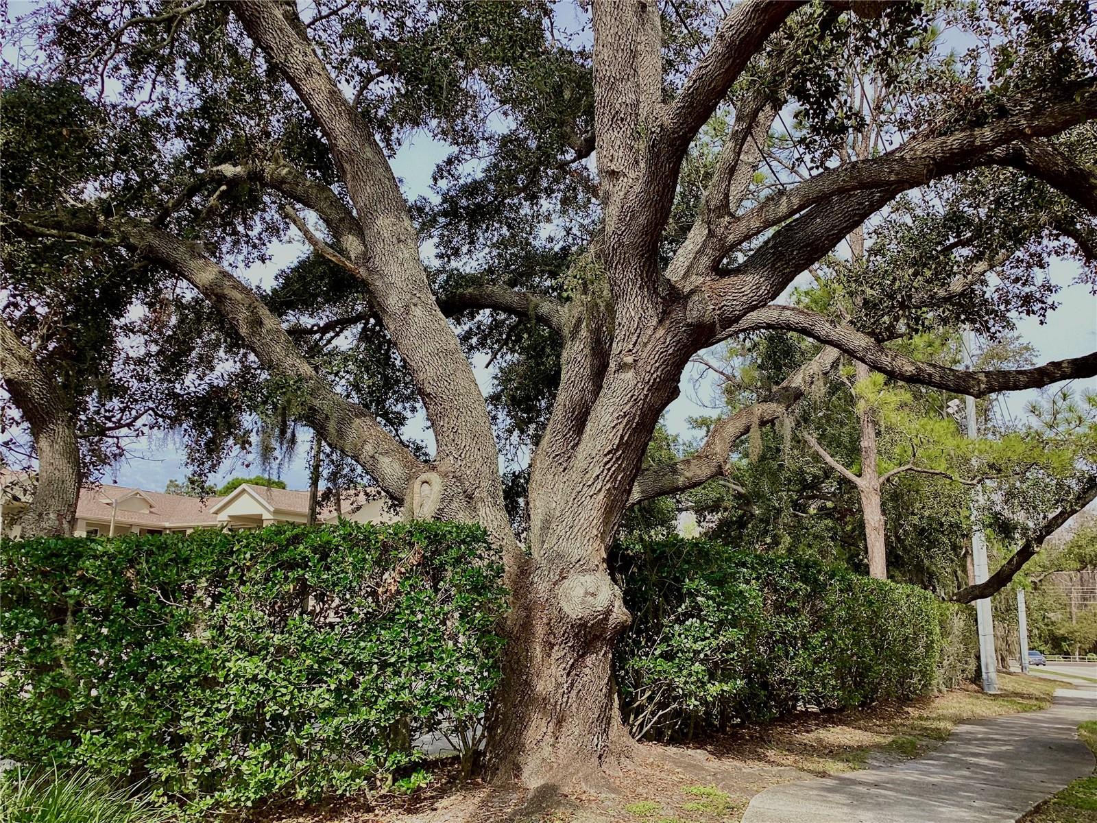 Majestic oaks and lovely landscaping.