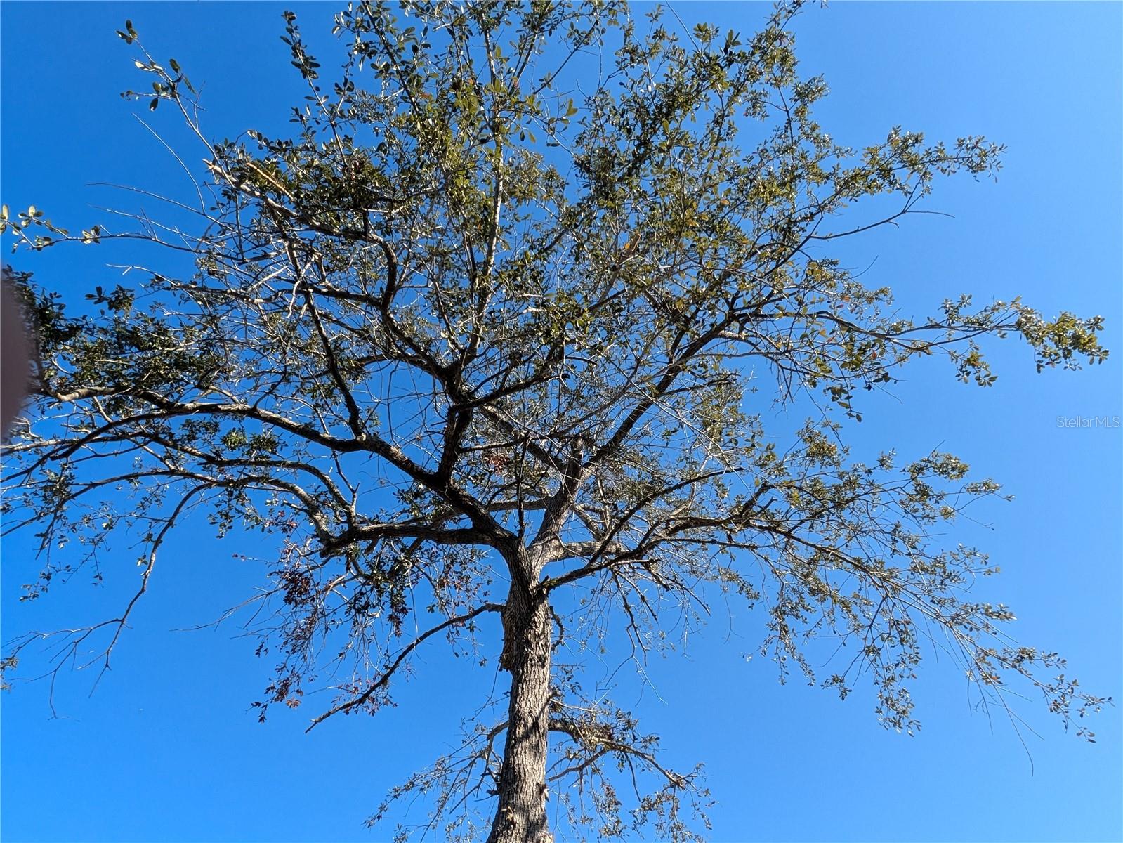 Tree view from front porch