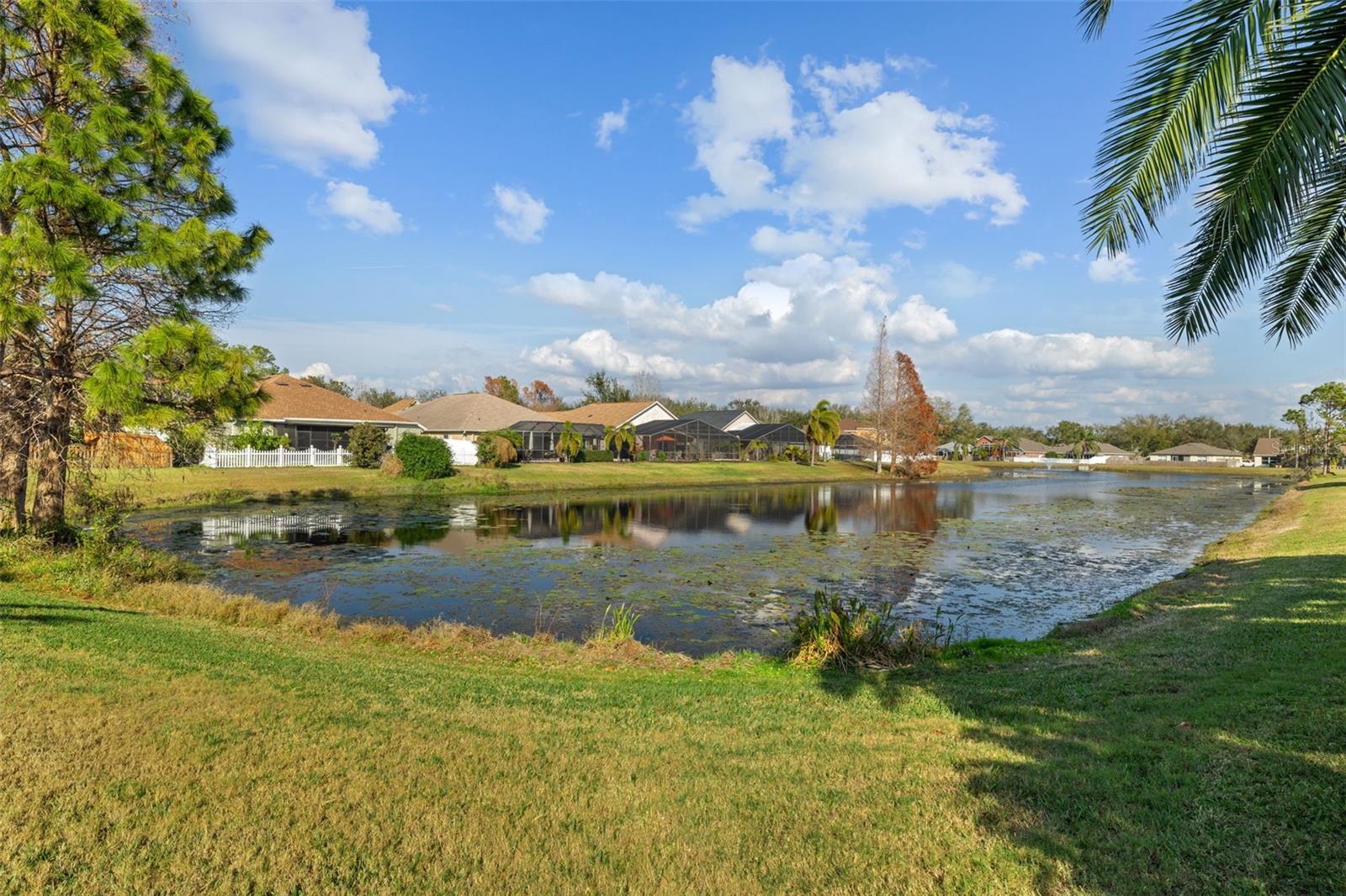 Pond view