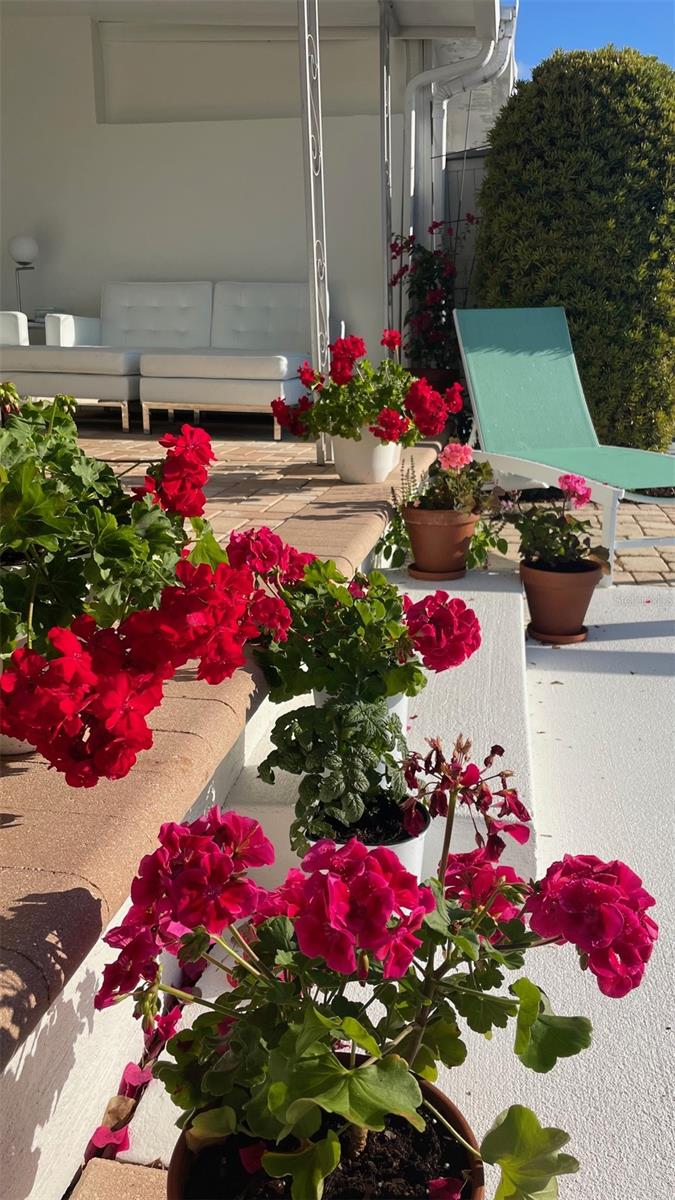 Back patio-porch entertains the days sun, perfect for sunning and flower growing enthusiast