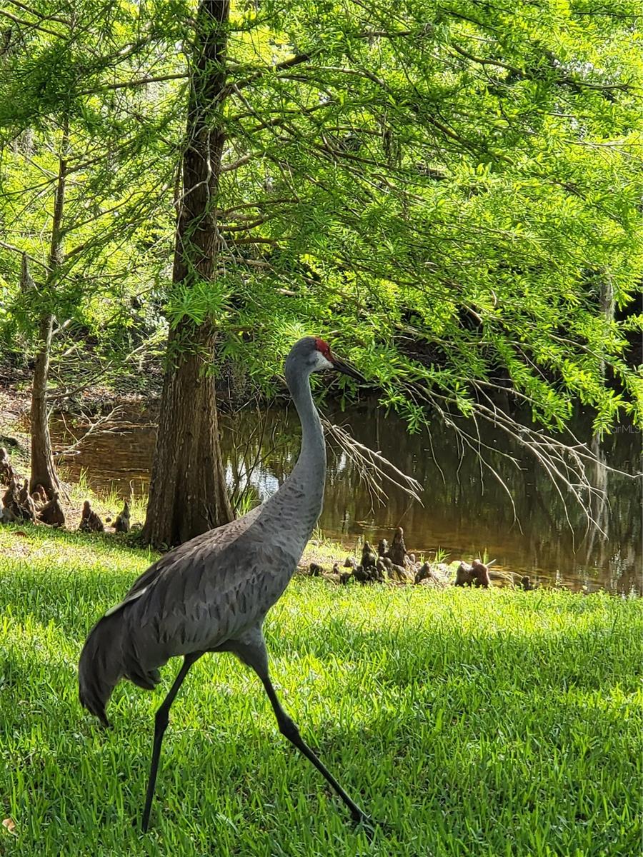 Sandhill crane