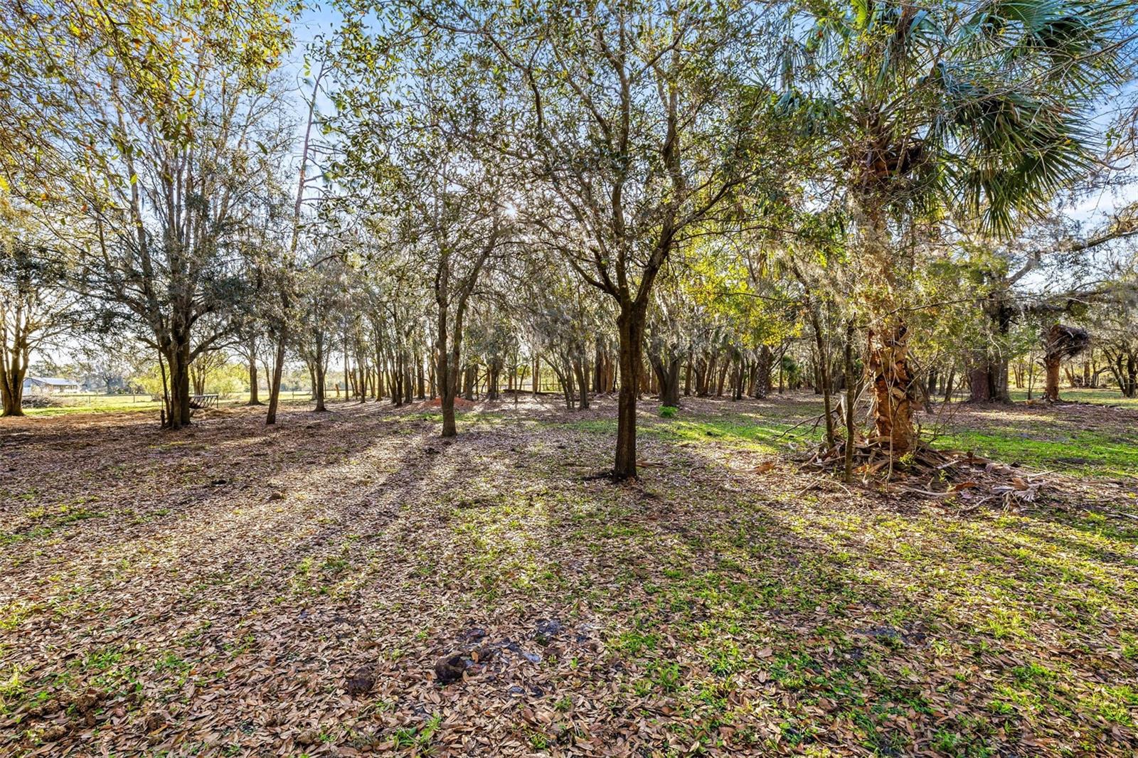 Back pasture amongst the shade trees.