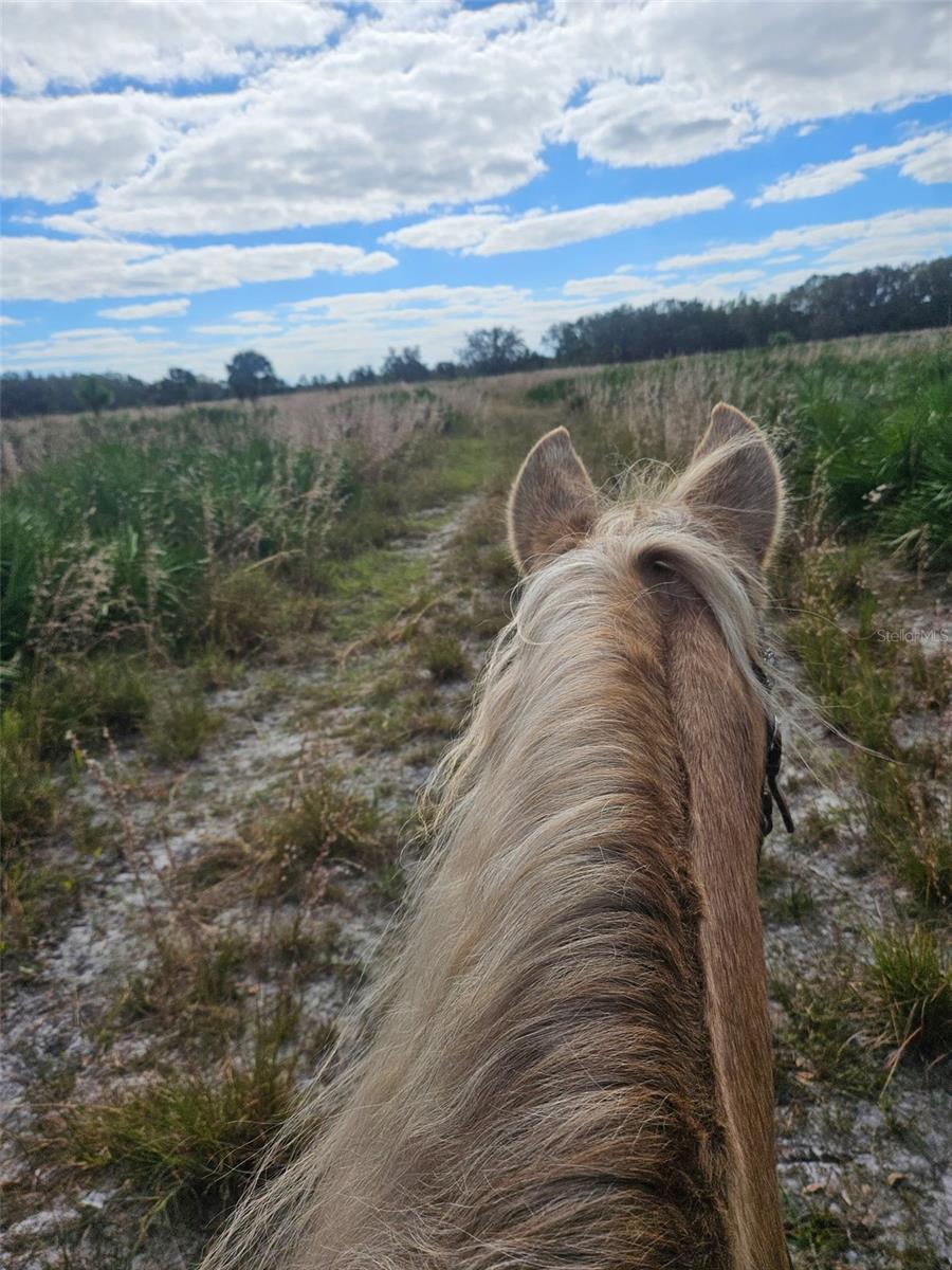 Photo taken on trail ride in Chito Branch Reserve