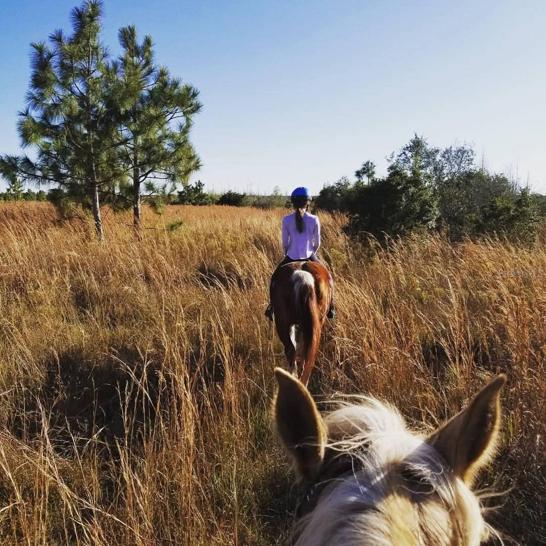 Photo taken on trail ride in Chito Branch Reserve