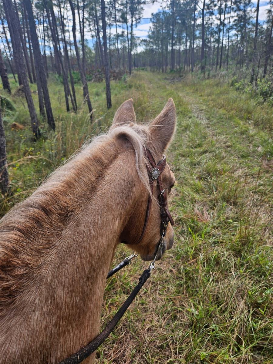 Photo taken on trail ride in Chito Branch Reserve