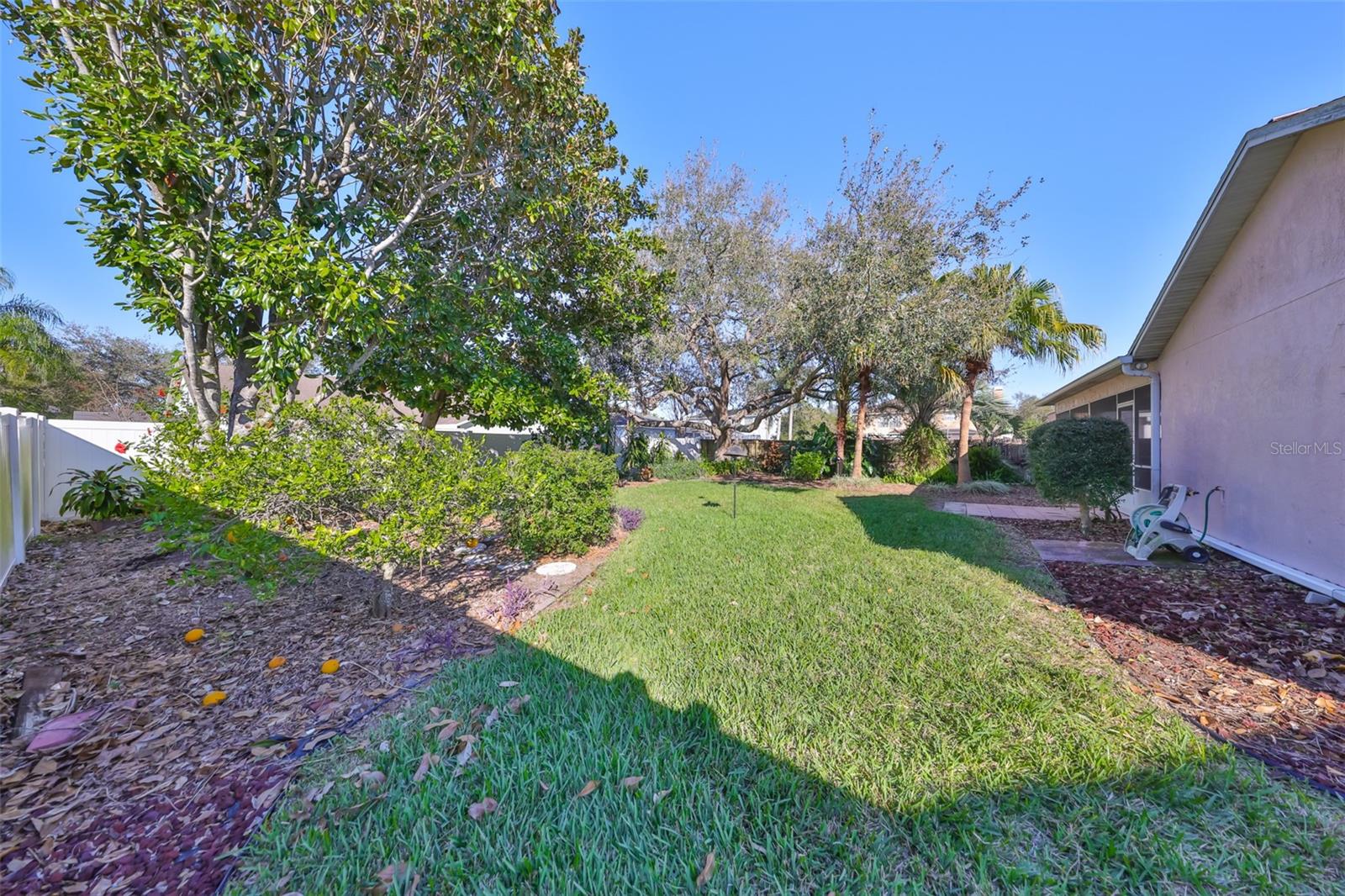 Backyard with orange tree