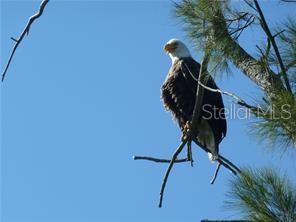 Eagle above the Lake