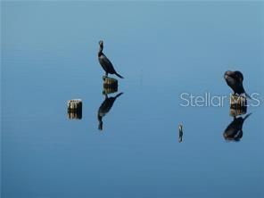 Pelicans in the Lake