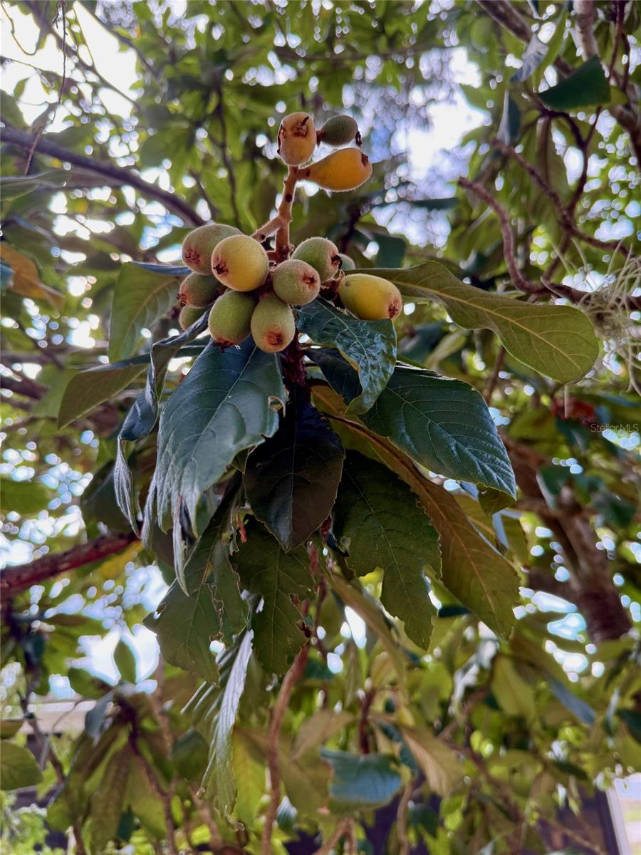 Fruit Tree