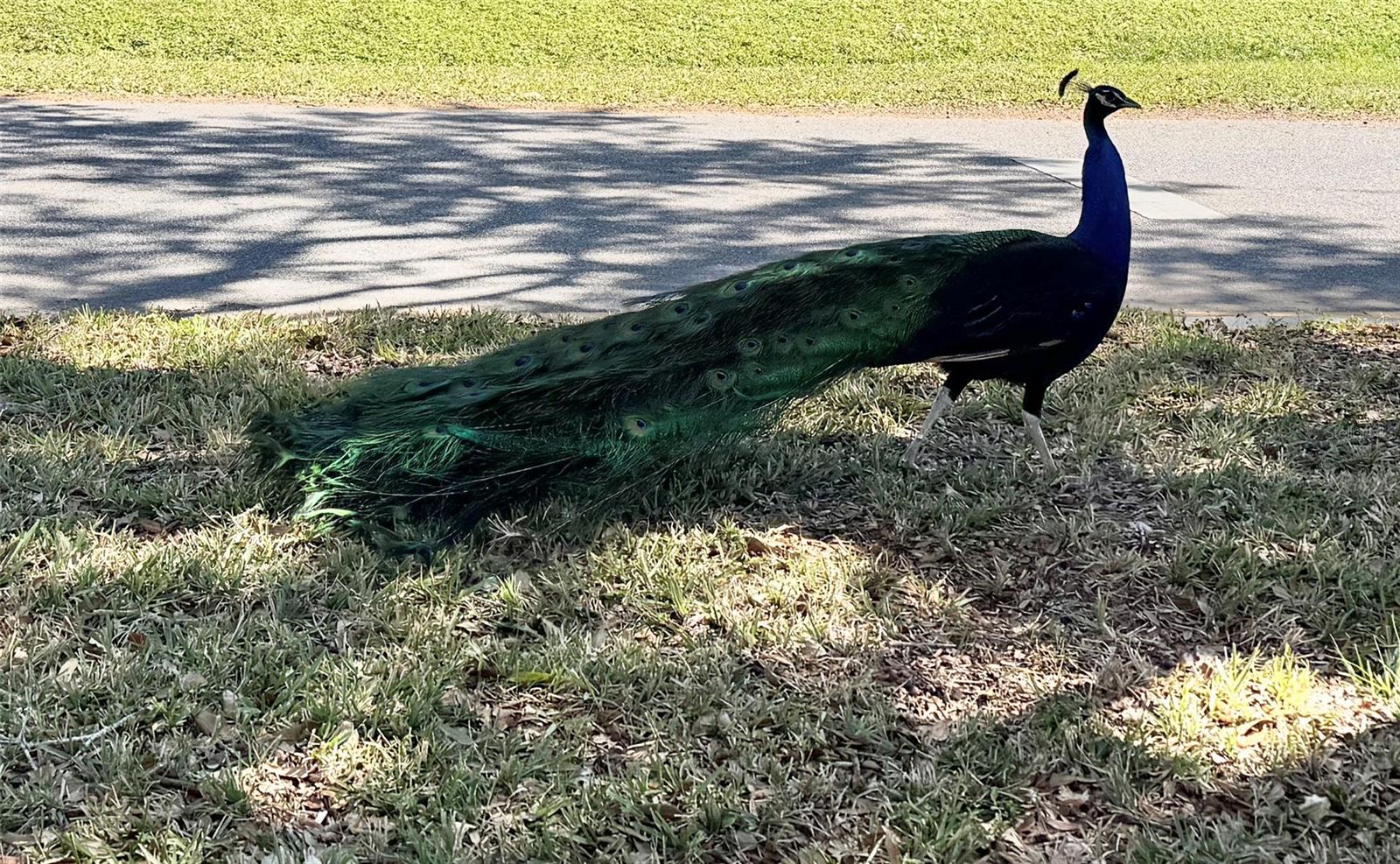 Neighborhood Peacock