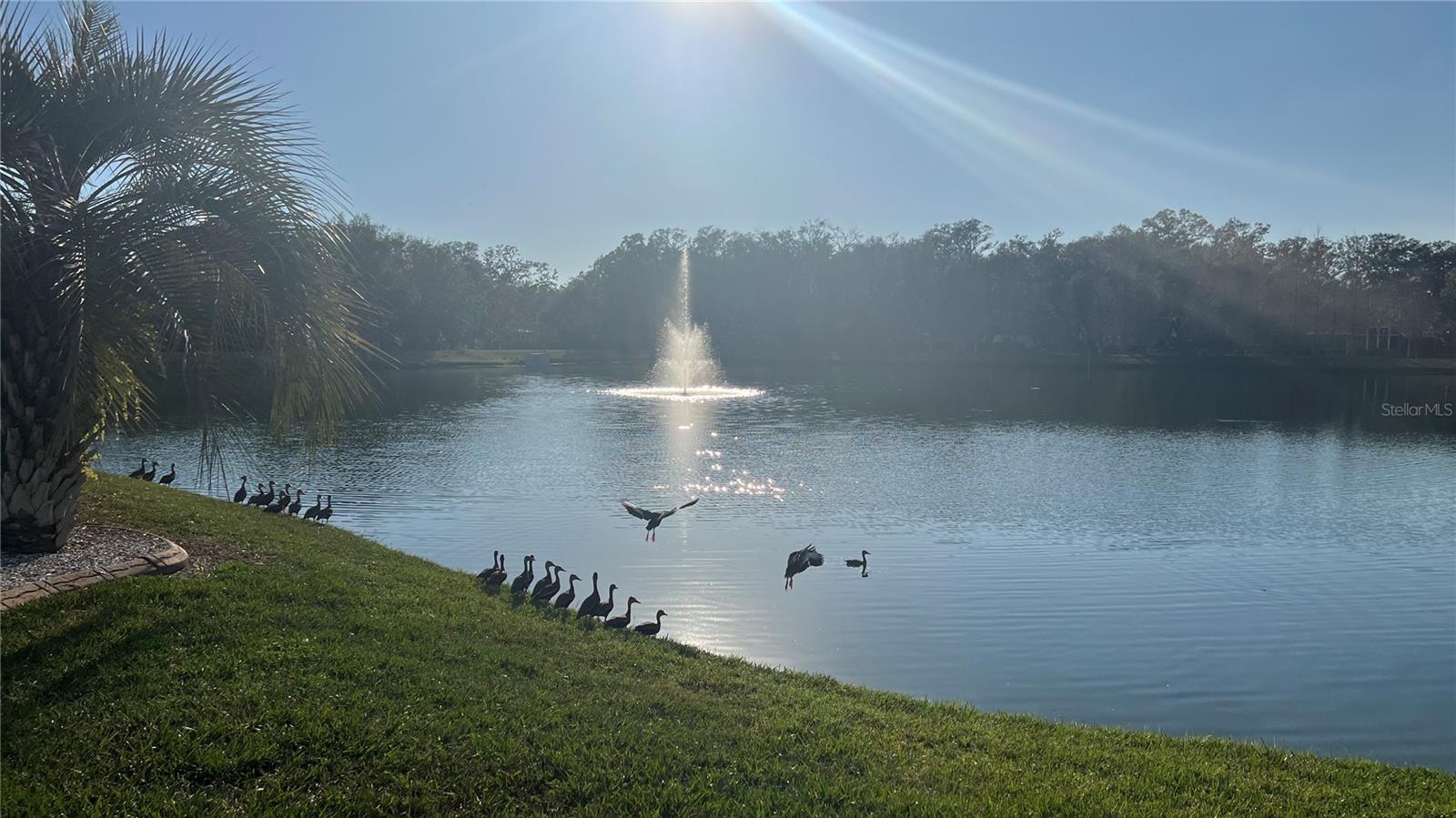 Pond Views & Lighted Fountain from front yard