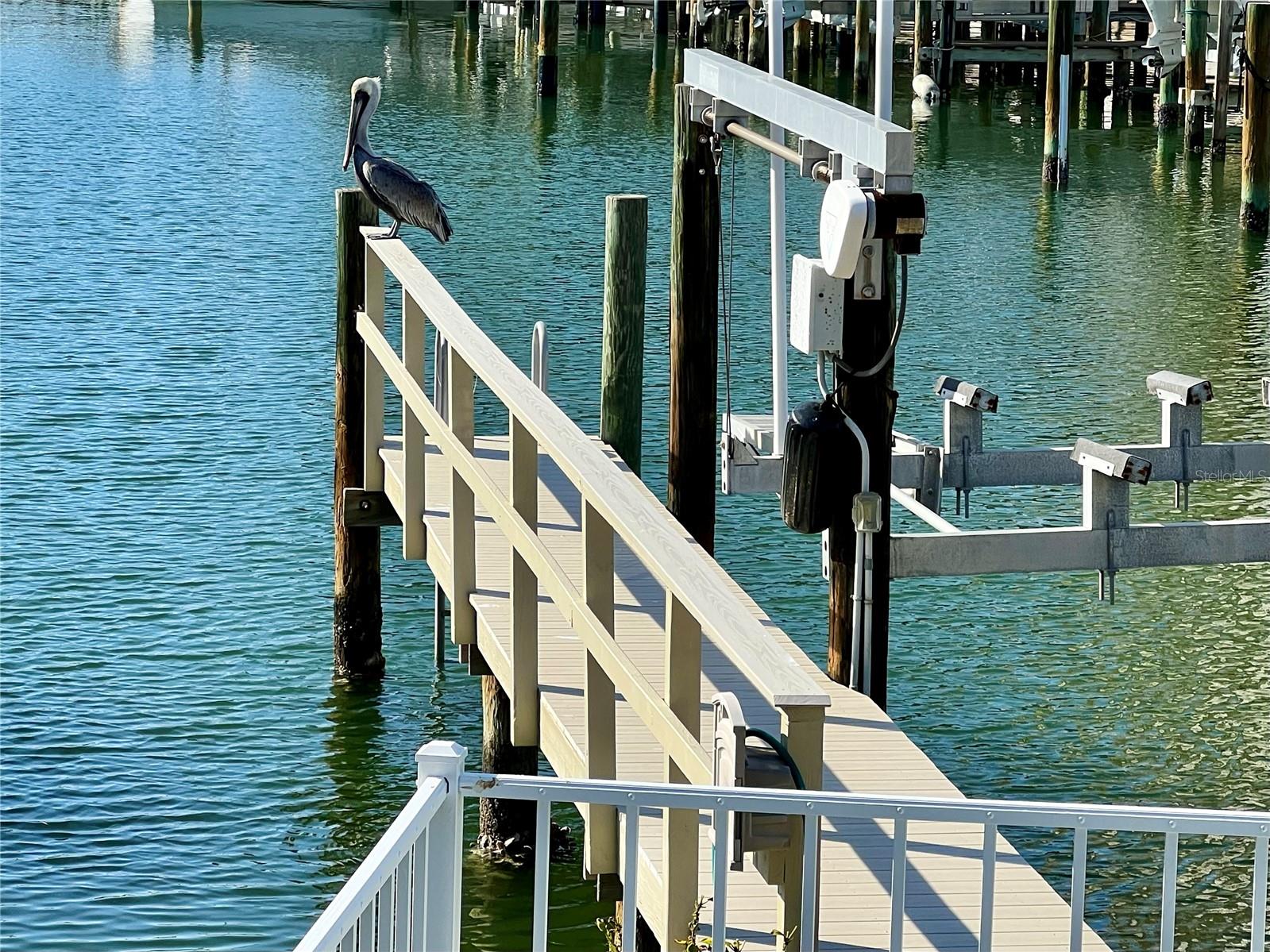 Dock / Pelican