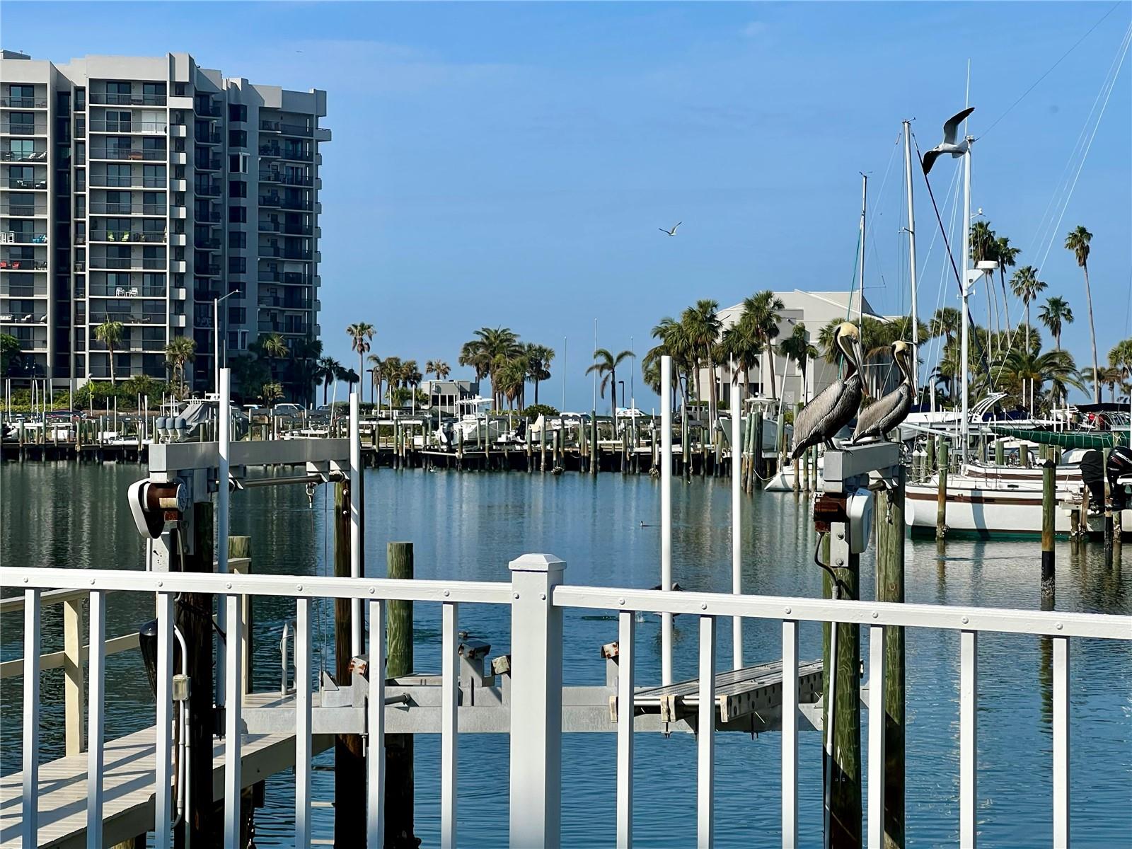 Boatlift / Pelicans