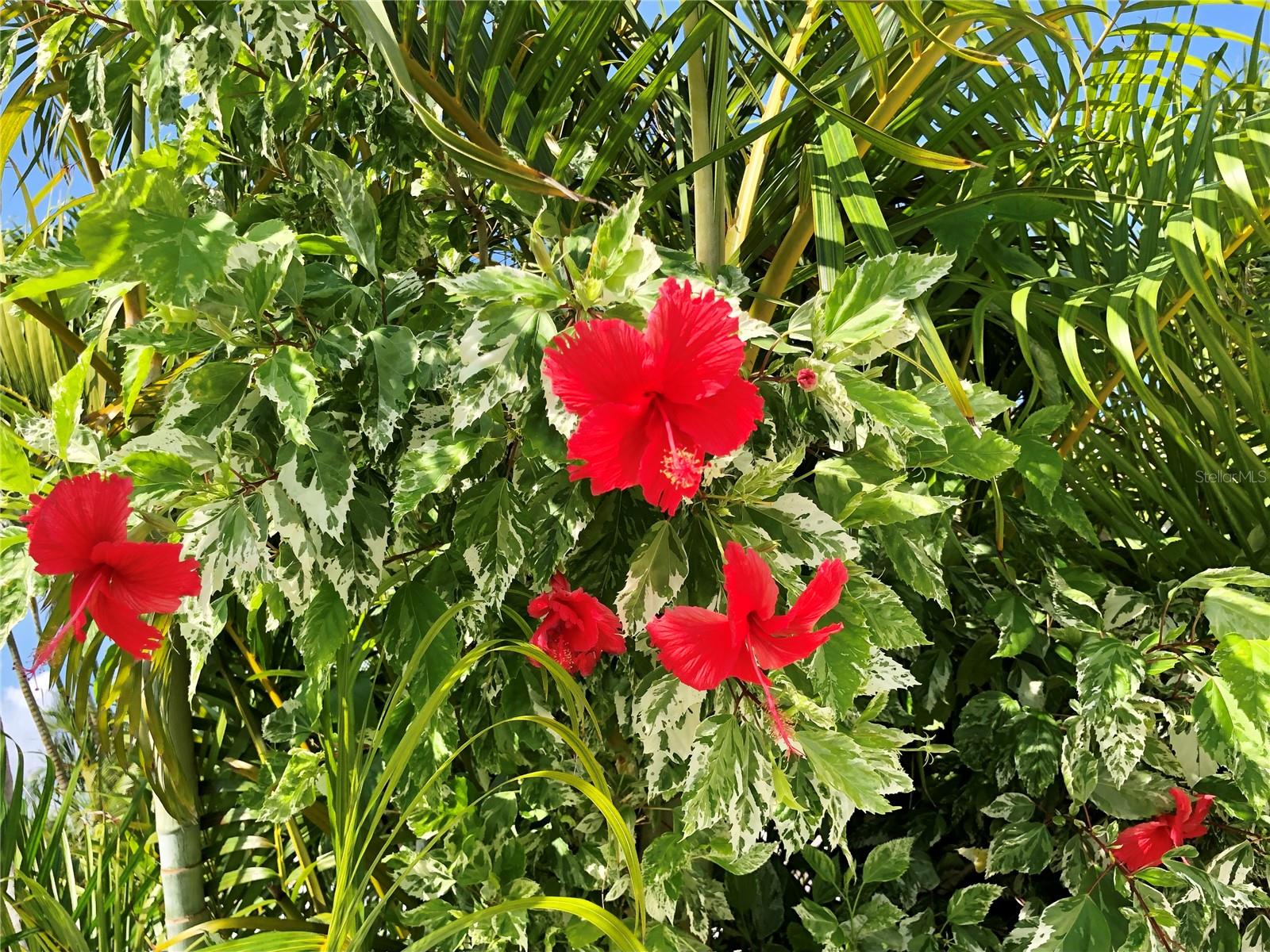 Pool Hibiscus bush in Summer