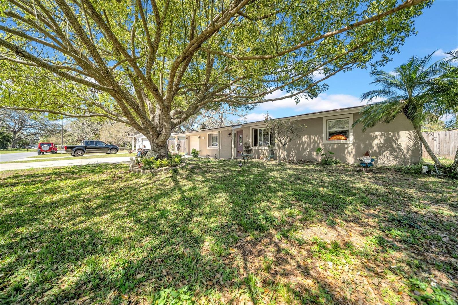 Stunning tree in the front yard that helps keep the home cool!