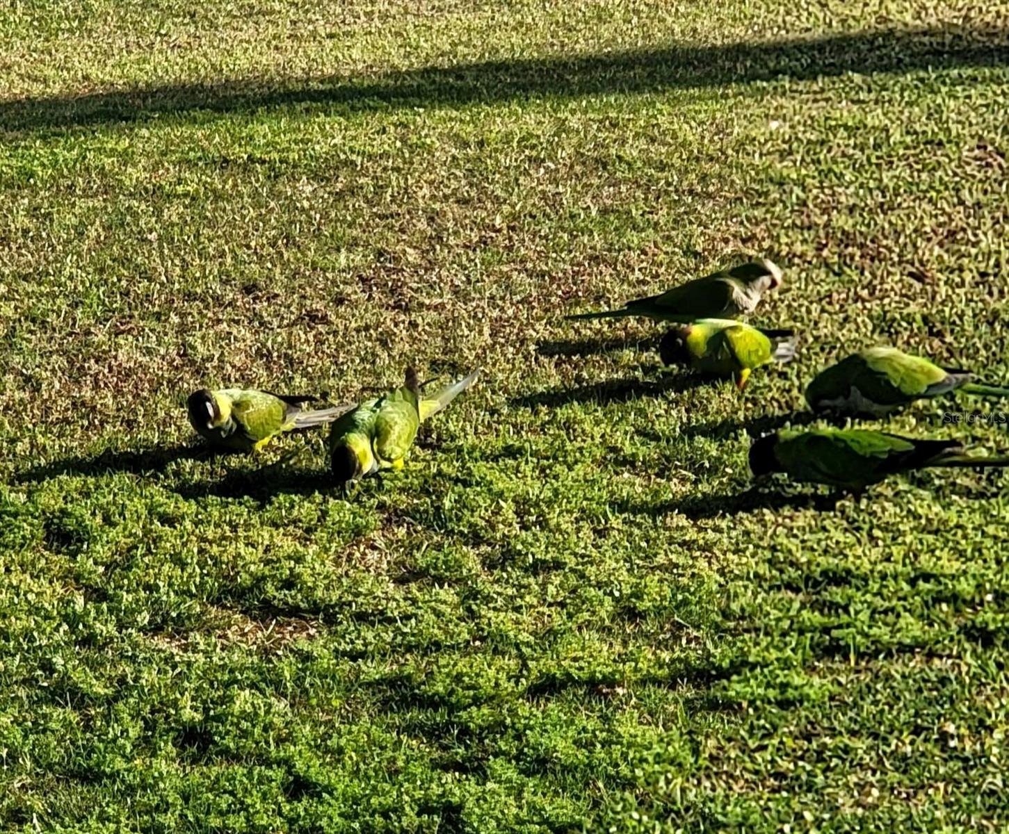 Local Parakeets