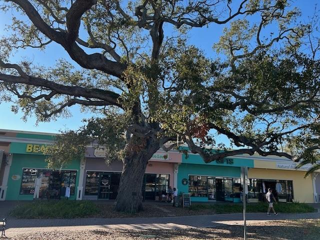 Cool shops & old trees downtown Dunedin.