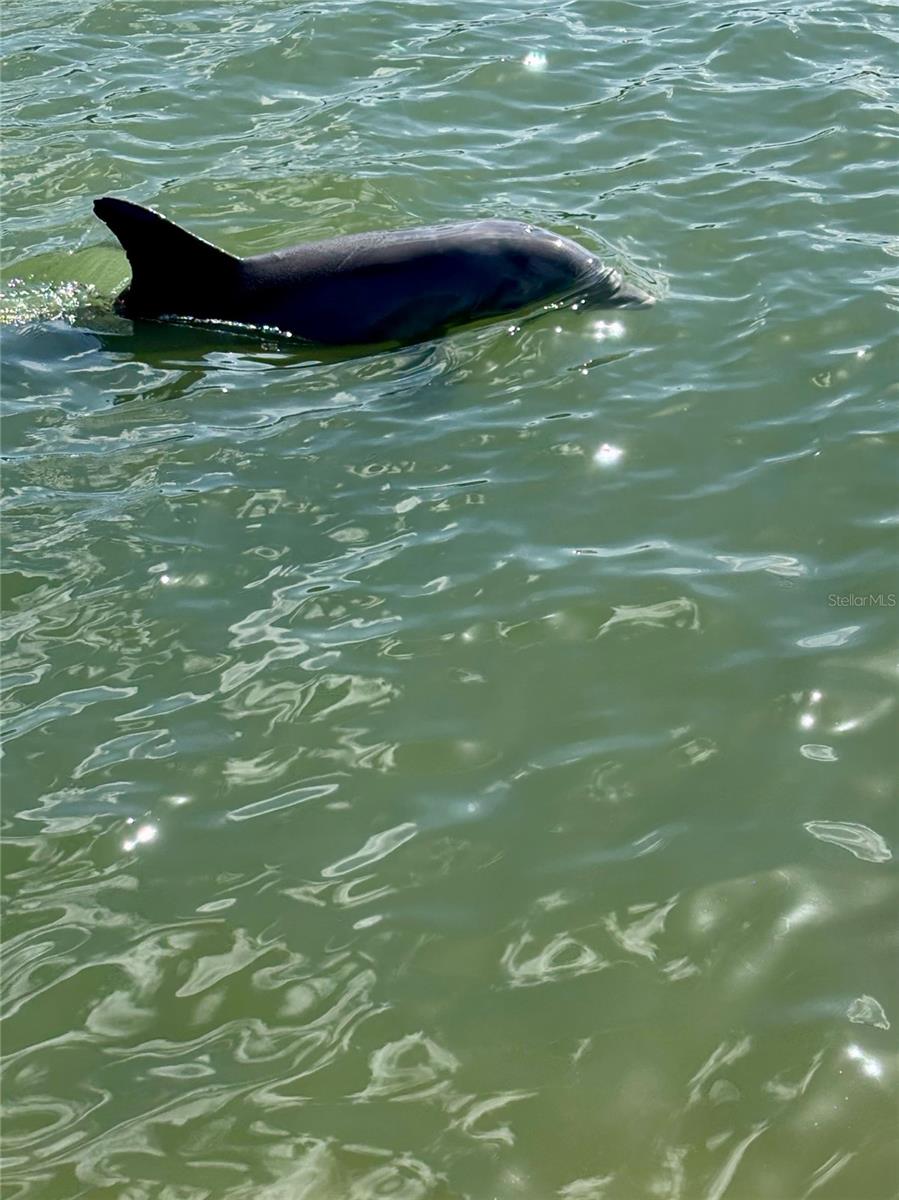 Frequent dolphin visits!