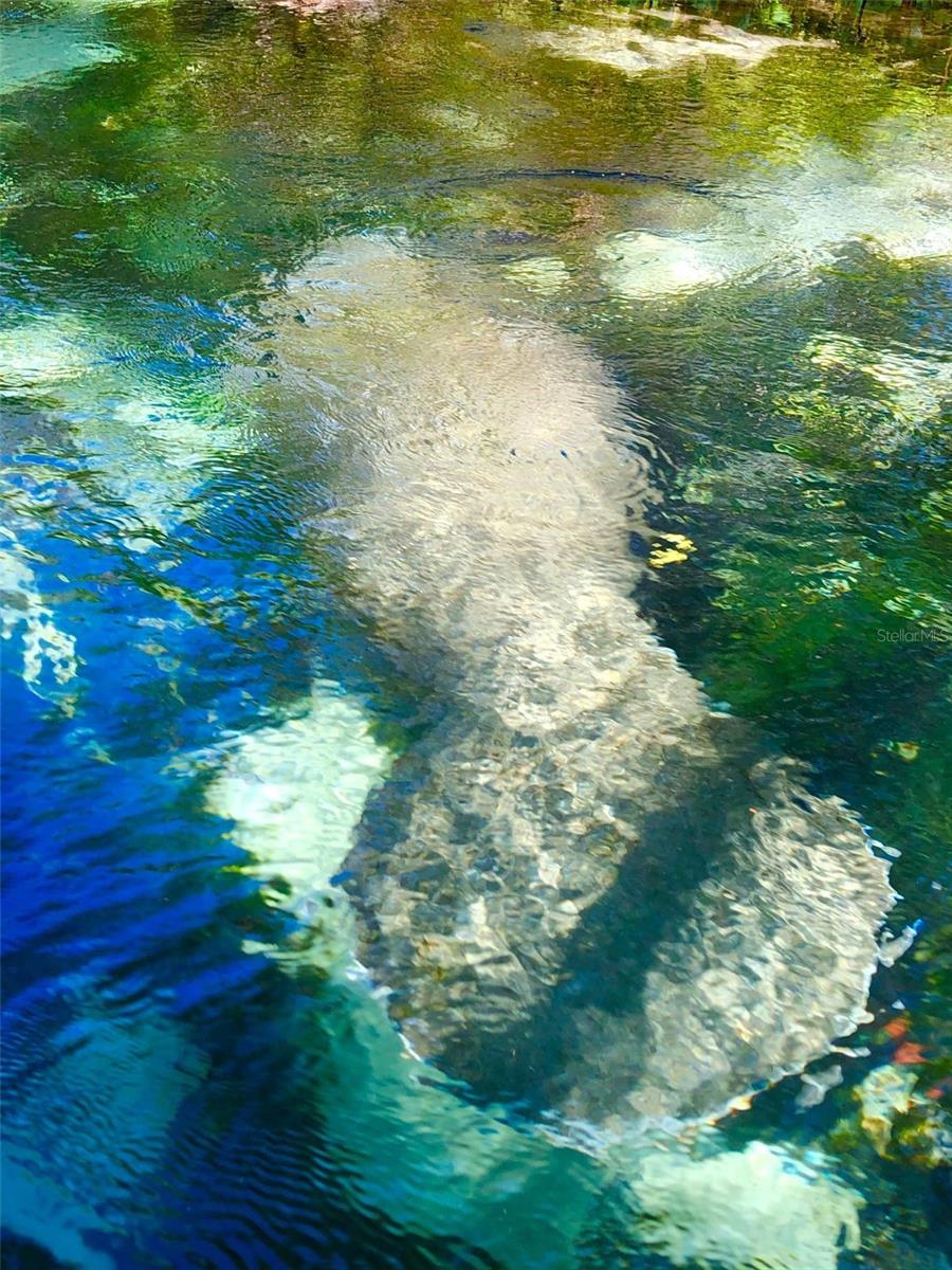 Manatees are frequent backyard visitors
