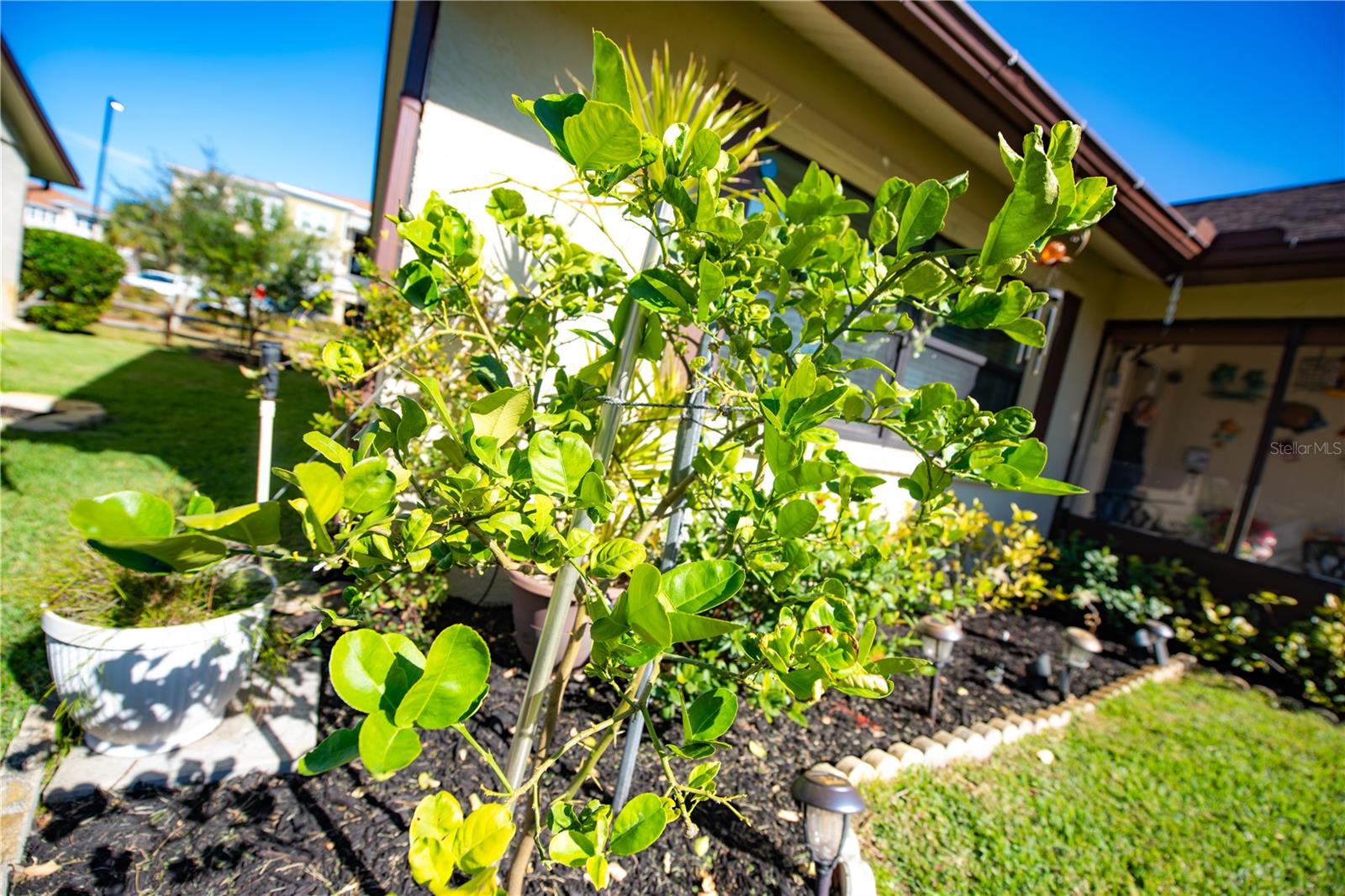 LOTS OF FRUIT TREES!