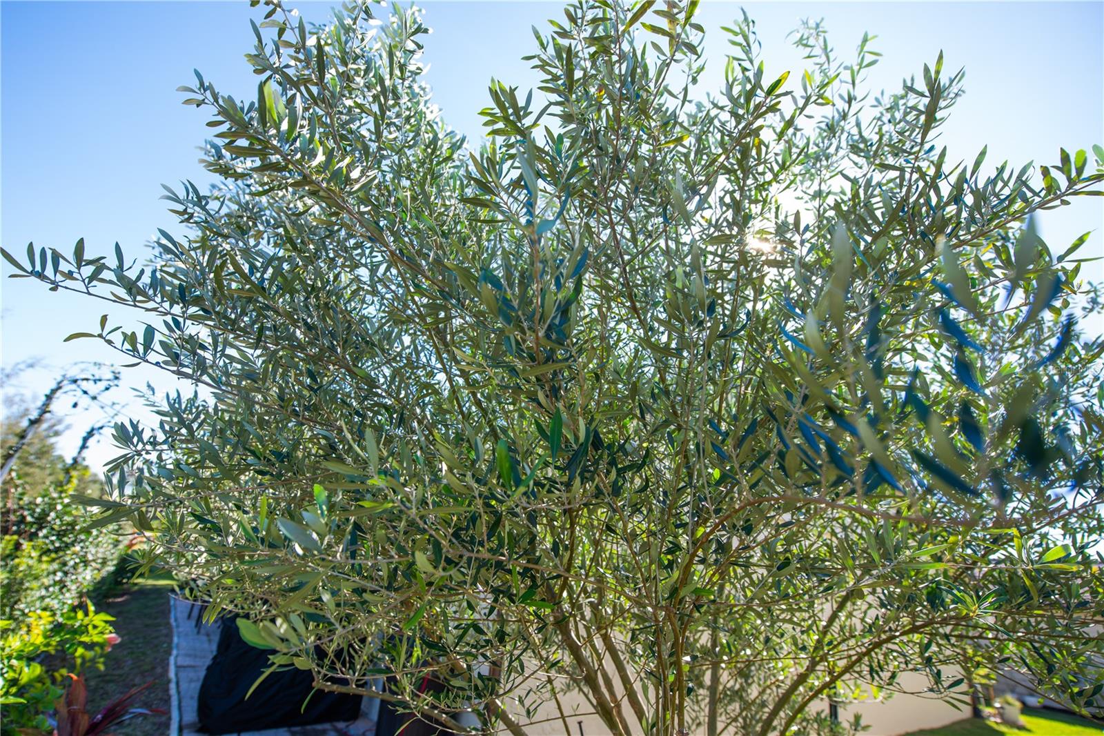 YOUR OWN OLIVE TREE