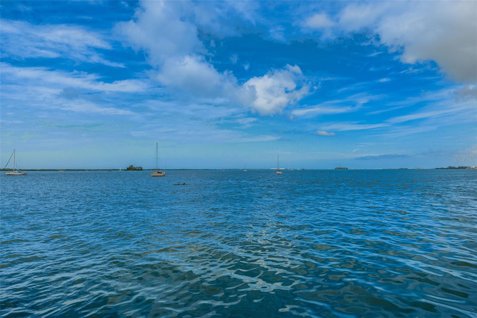 Dunedin Marina View