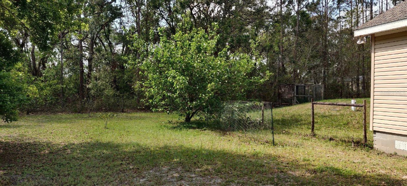 Mulberry Tree