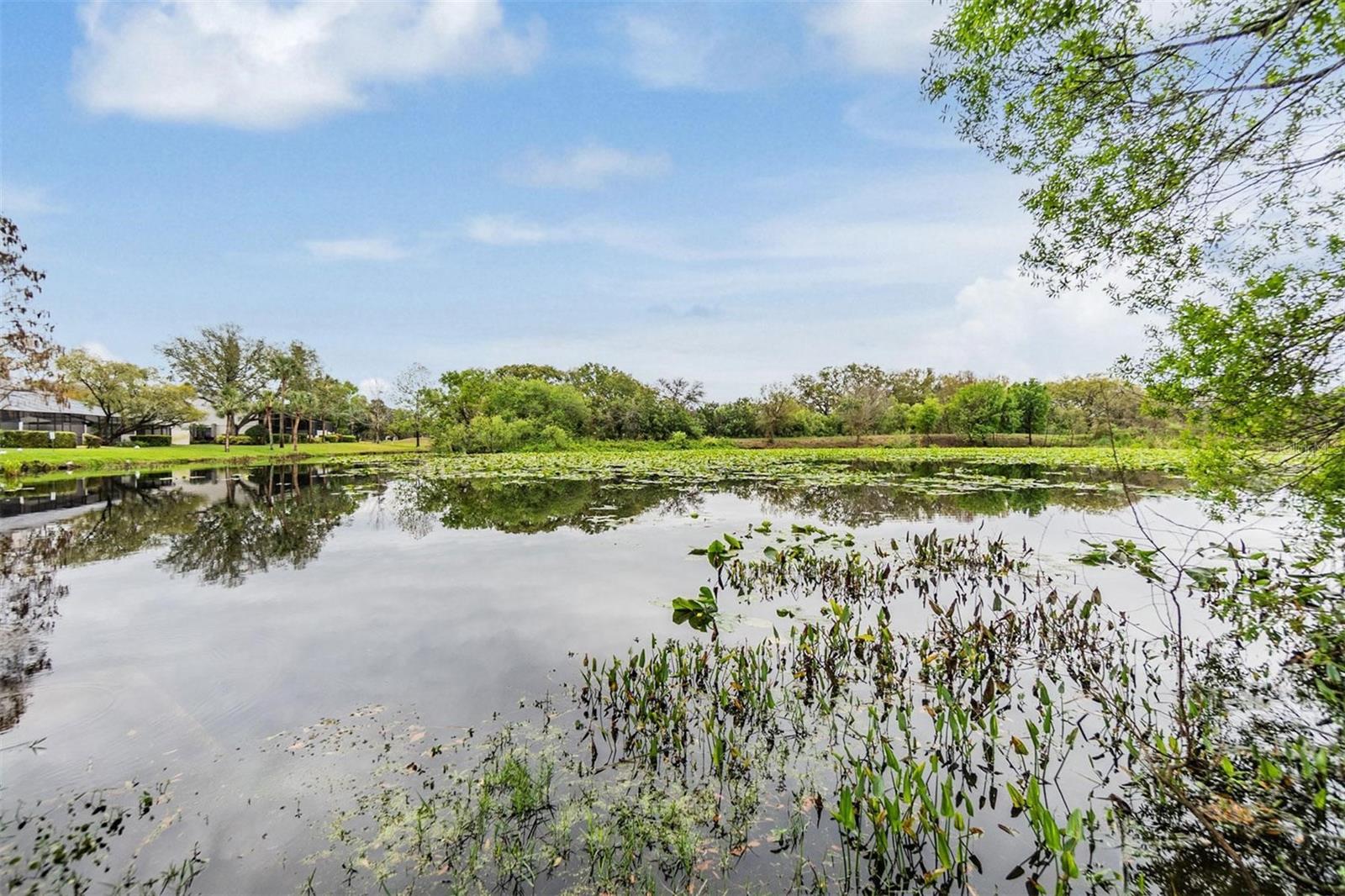 Pond View