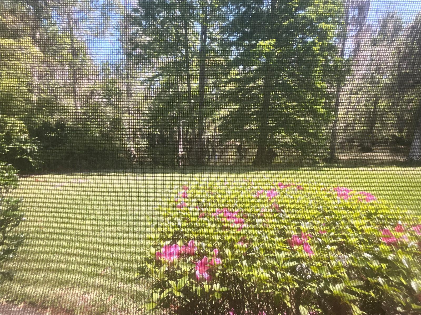 Side Yard near front door