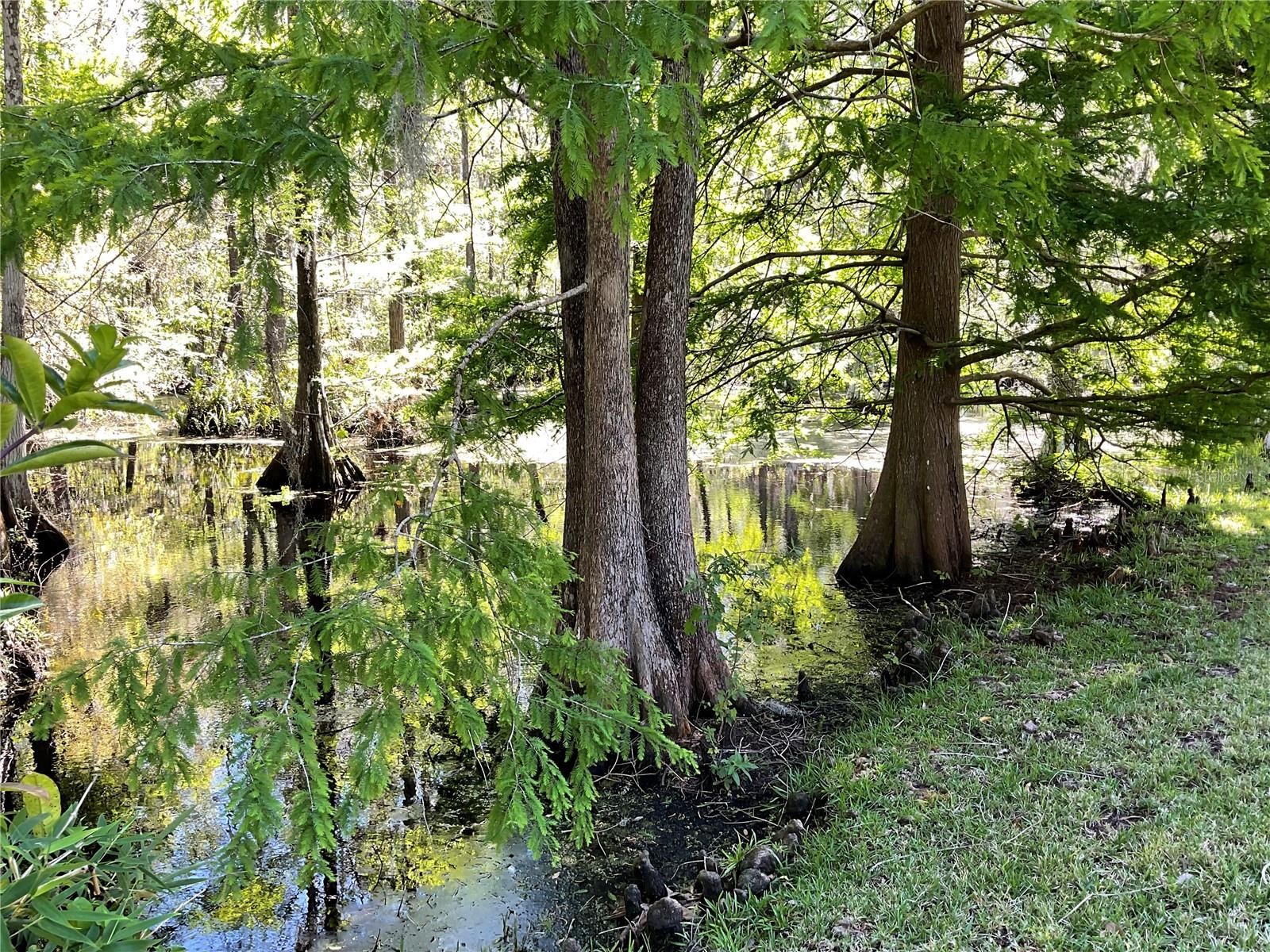 Conservation area - nature at it’s best