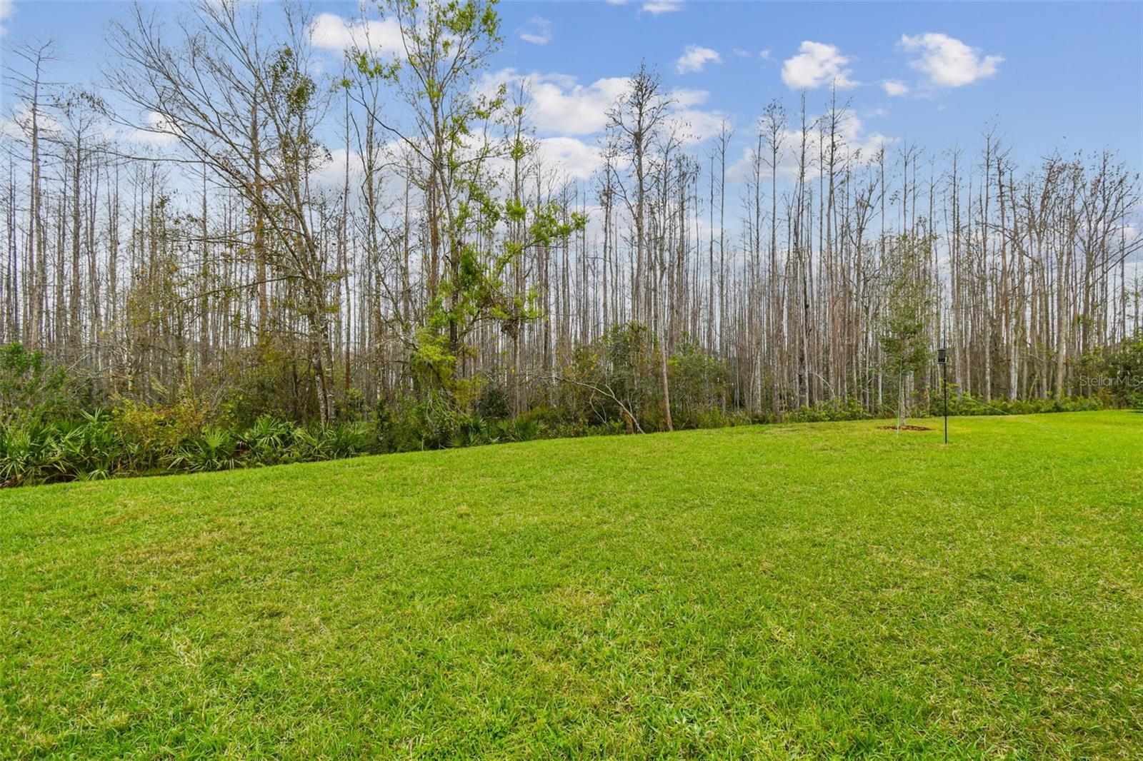 Huge back yard with treed views