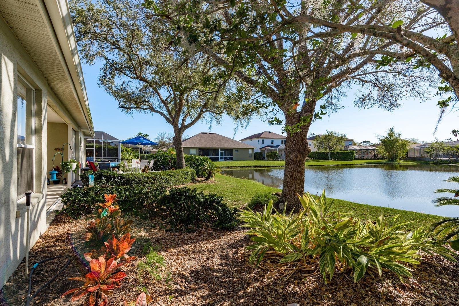 Tranquil Pond View