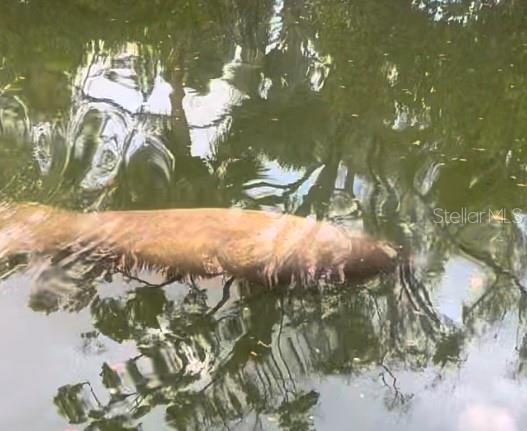 Manatees! The canal is full of nature and wildlife