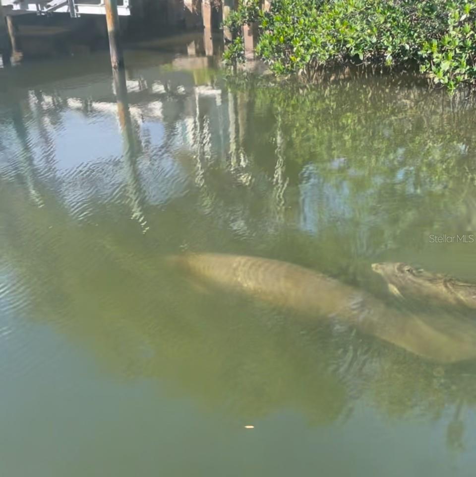 Mama and baby manatees